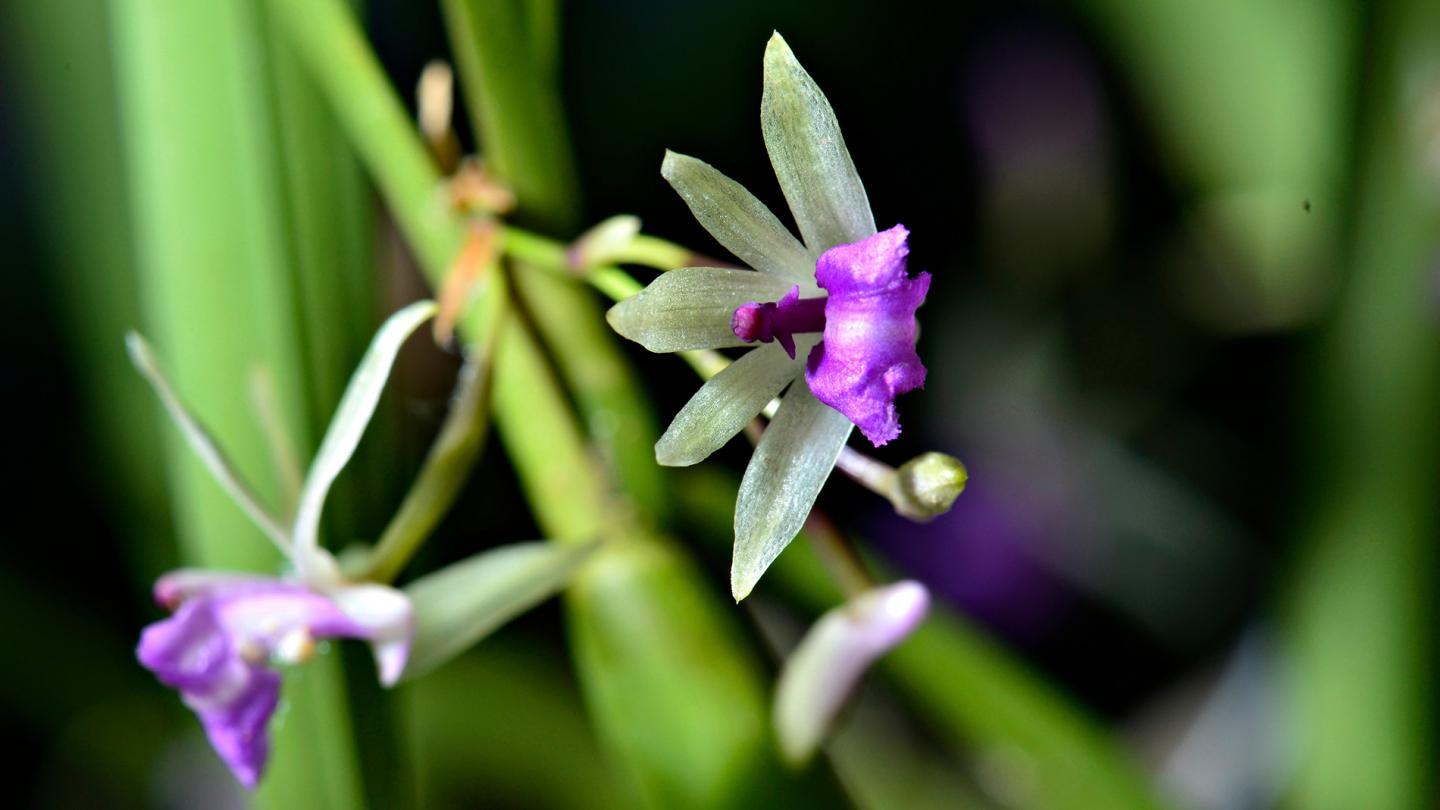 Orchidée (Scaphyglottis stellata), Amazonie (Brésil)