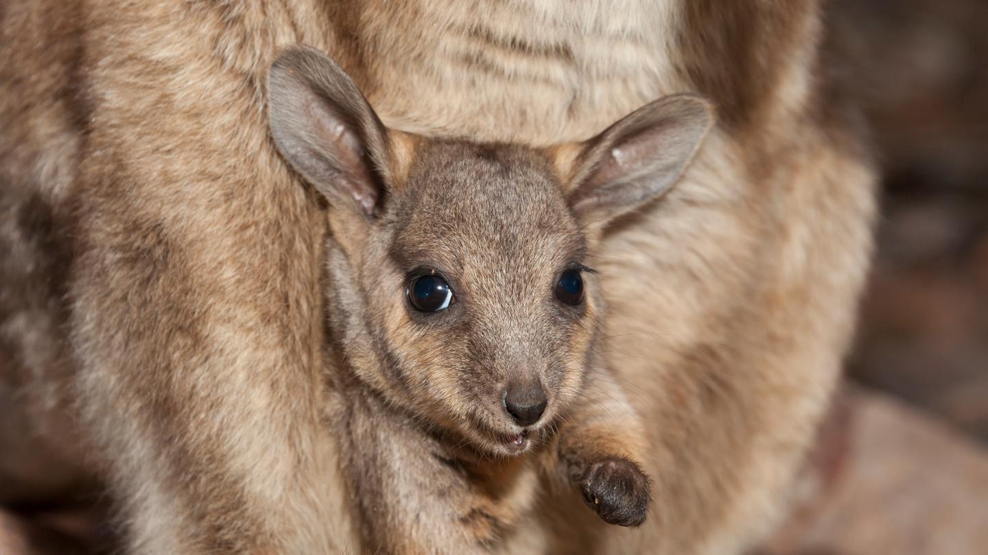 bébé wallaby des rochers dans la poche de sa mère