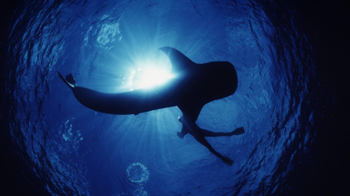 Requin baleine en compagnie d'un plongeur dans l'océan Pacifique