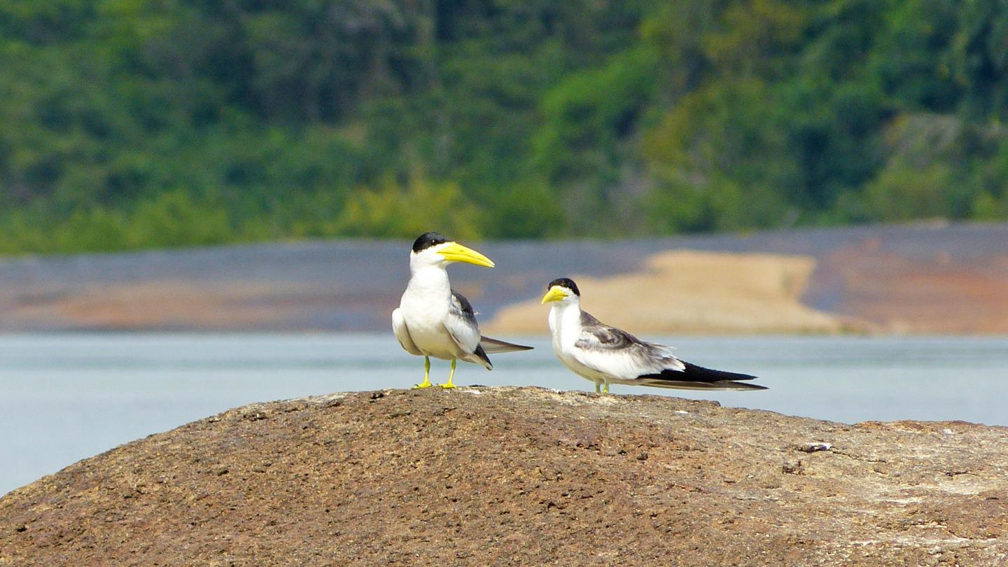 Sternes à gros bec (Phaetusa simplex), Parc national El Tuparro (Venezuela)