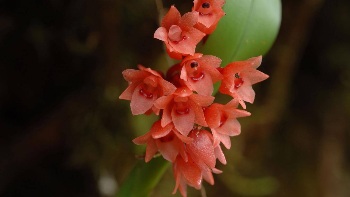 Orchidée en fleur en Papouasie-Nouvelle-Guinée