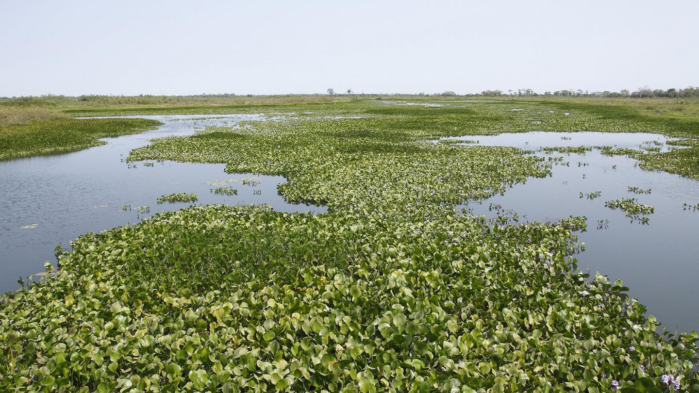 Jacinthes d'eau sur l'eau Pantanal Brésil