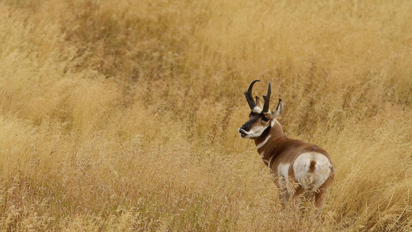 Pronghorn mâle, ou antilope d'Amérique, dans le PN du Yellowstone USA