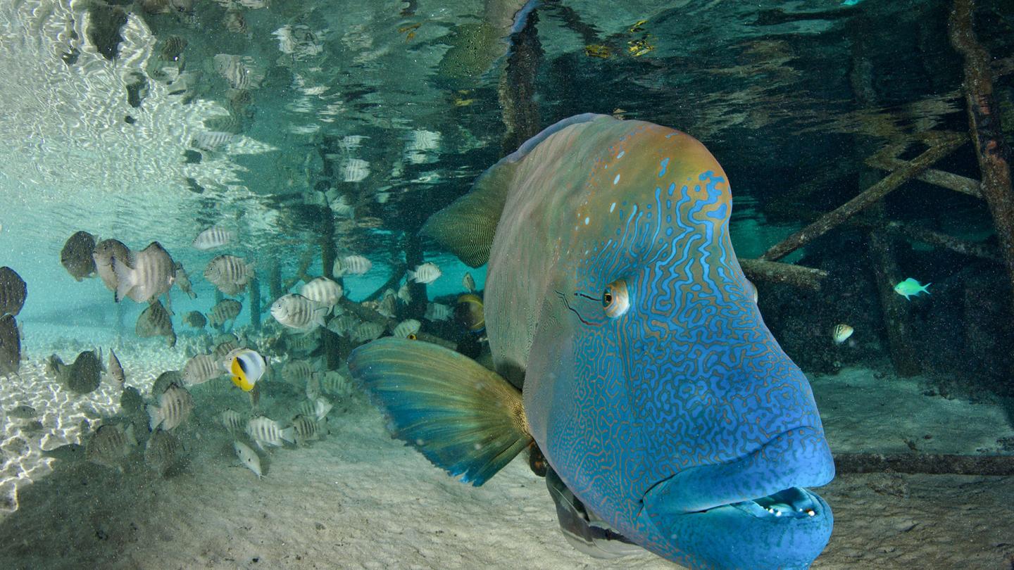 Napoléon sous un ponton Fakarava en Polynésie française