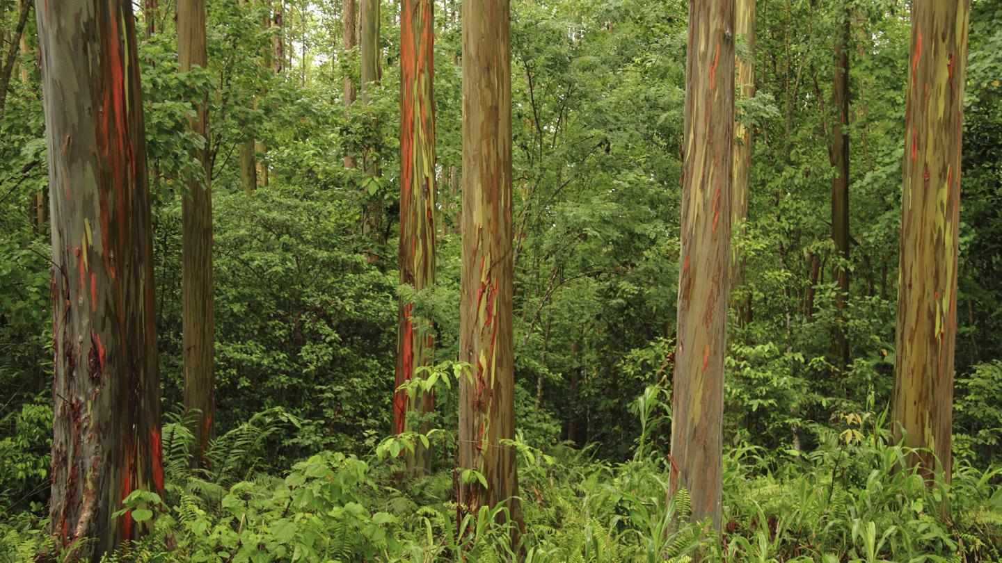 Eucalyptus arc-en-ciel (Eucalyptus deglupta) - Papouasie-Nouvelle-Guinée