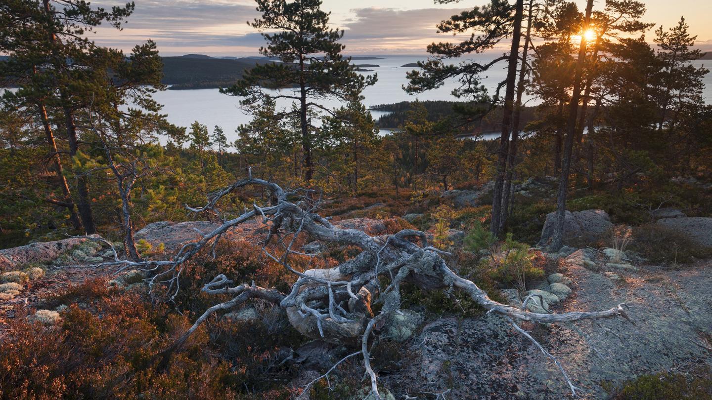 Golfe de Botnie (Suède)