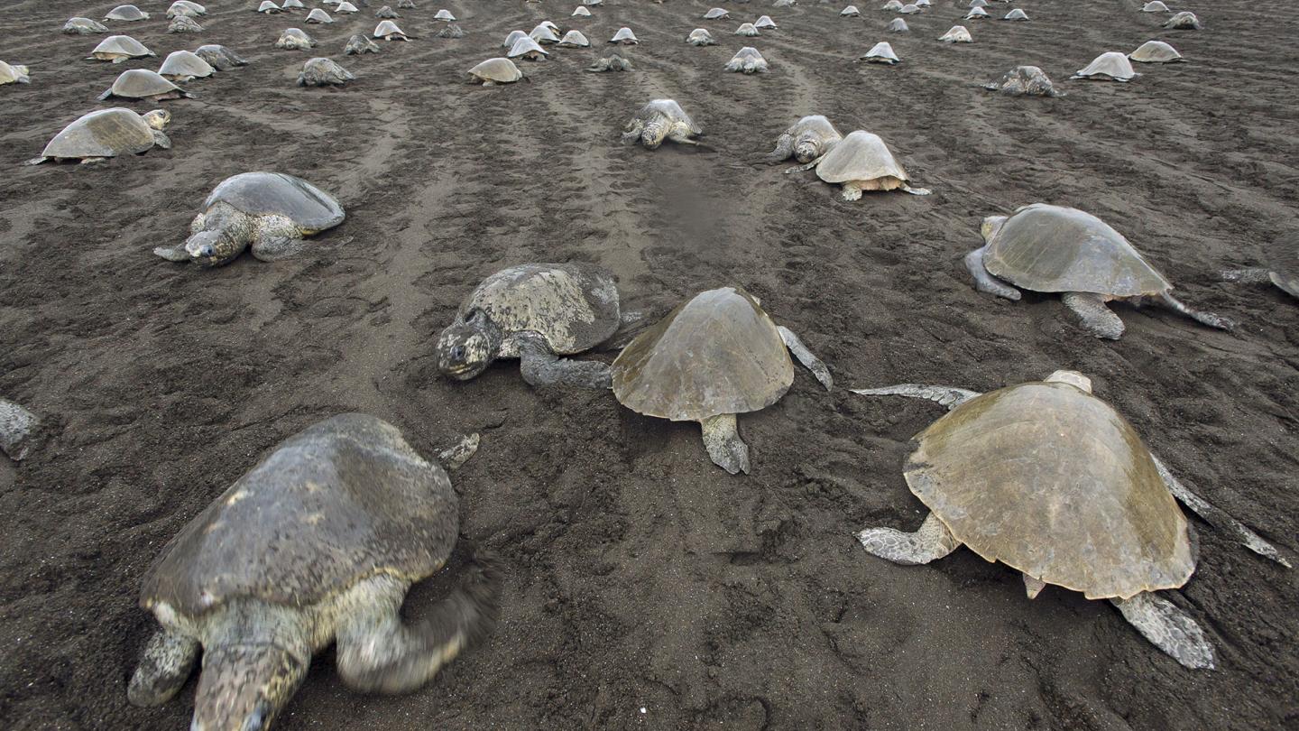 Tortue olivâtre  (Lepidochelys olivacea) arrivant sur la plage pour pondre leurs oeufs, Costa Rica
