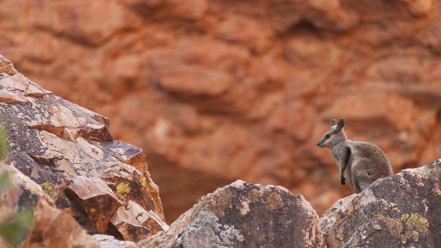 Wallaby des rochers à pieds noirs