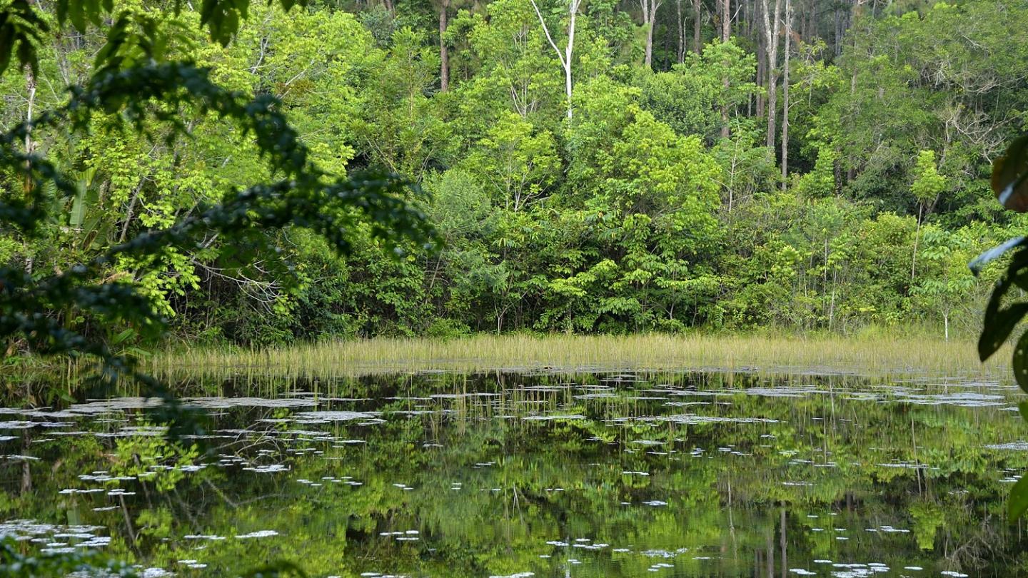 Etang dans la forêt des malgaches (Guyane Française)