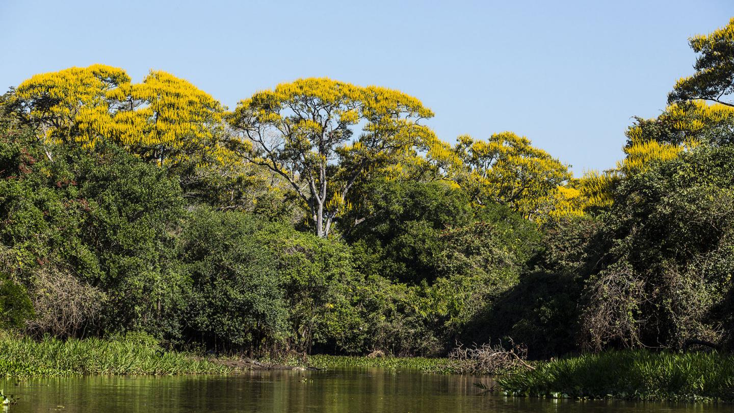 Ipé jaune en fleurs - Pantanal Brésil