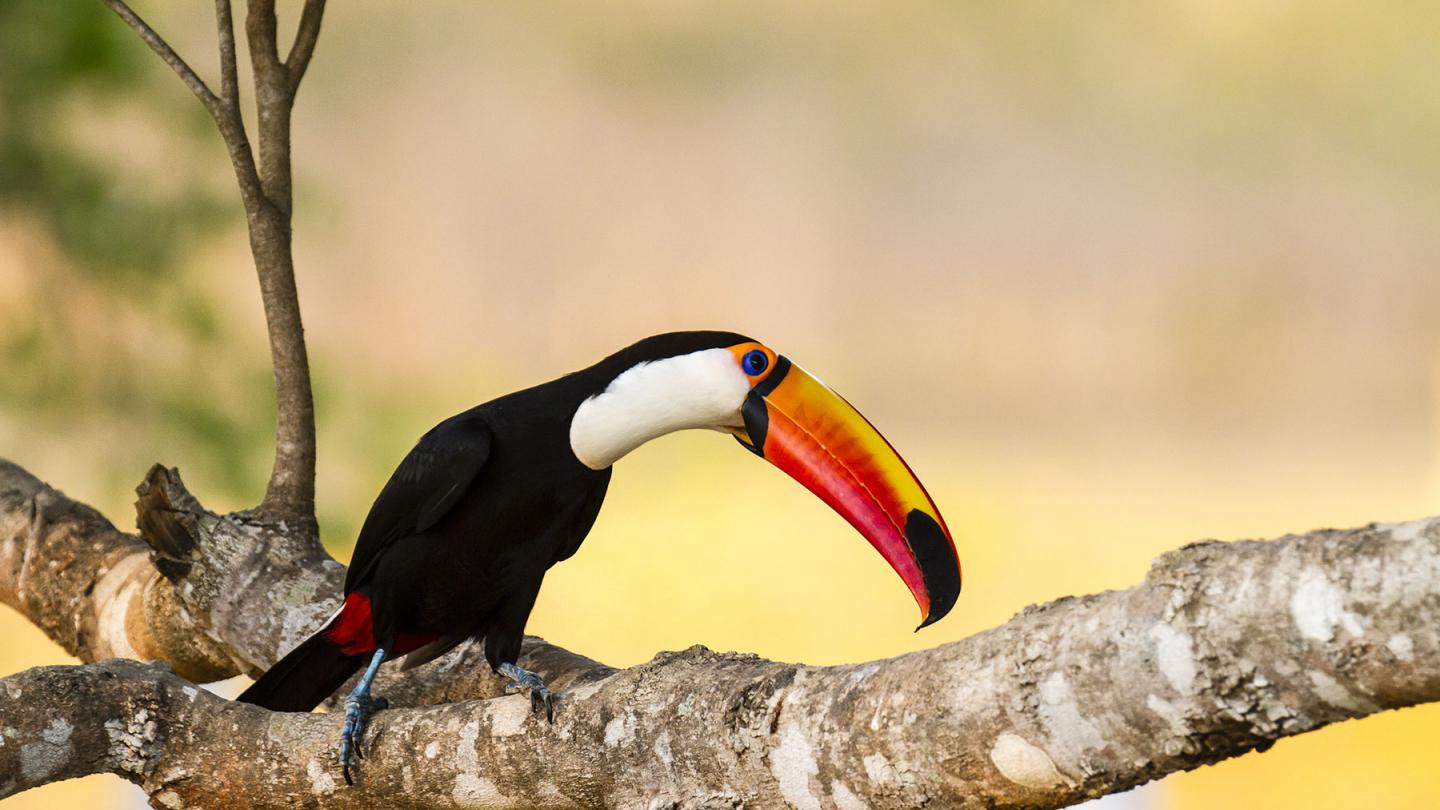 Toucan toco sur une branche - Pantanal Brésil