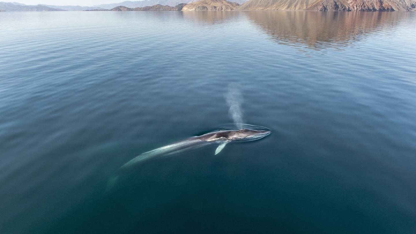 Rorqual commun nageant à la surface - Mer de Cortez, Golfe du Mexique