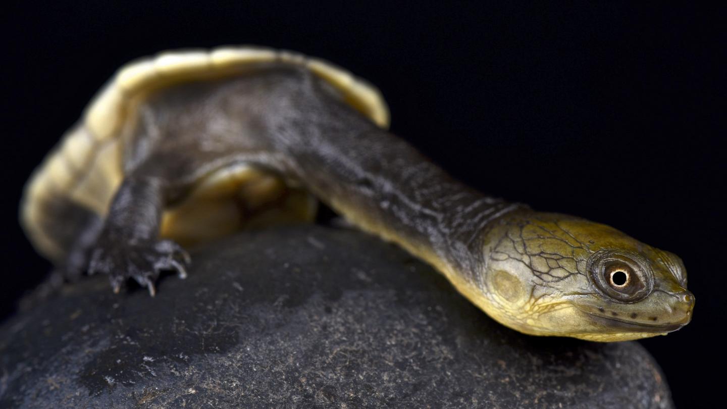 Tortue à cou de serpent (Chelodina oblonga), Papouasie Nouvelle Guinée