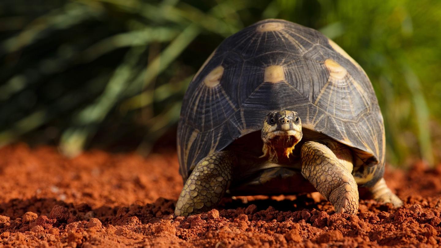 Tortue étoilée (Astrochelys radiata) de Madagascar 