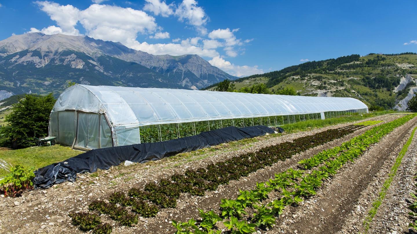 Ferme biologique La Bergerie du Loup dans les Alpes Haute Provence (France) 