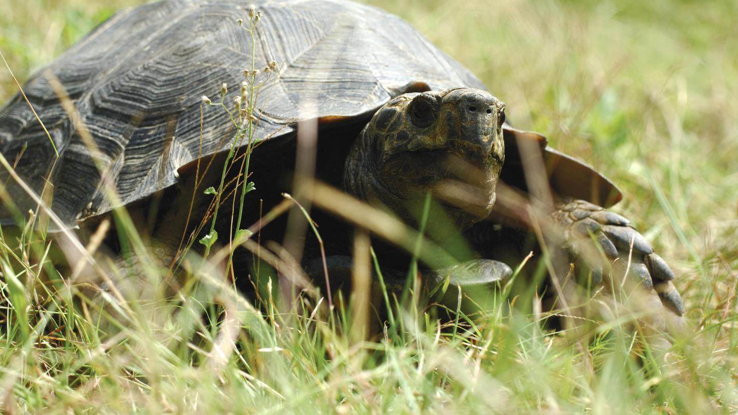 Tortue de forêt asiatique Sud-Est de l'Asie