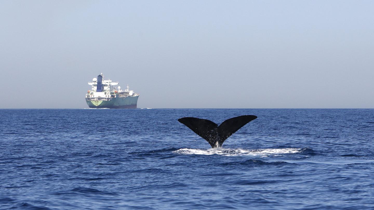 Queue de Cachalot et cargo dans le détroit de Gibraltar