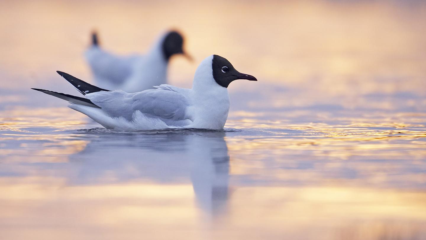 Mouettes rieuses(Chroicocephalus ridibundus), Finlande