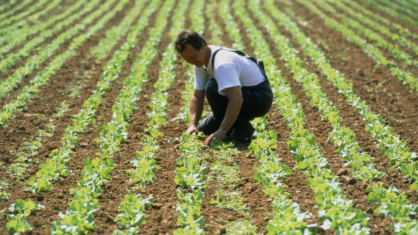 Agriculteur au milieu des ses laitues biologiques