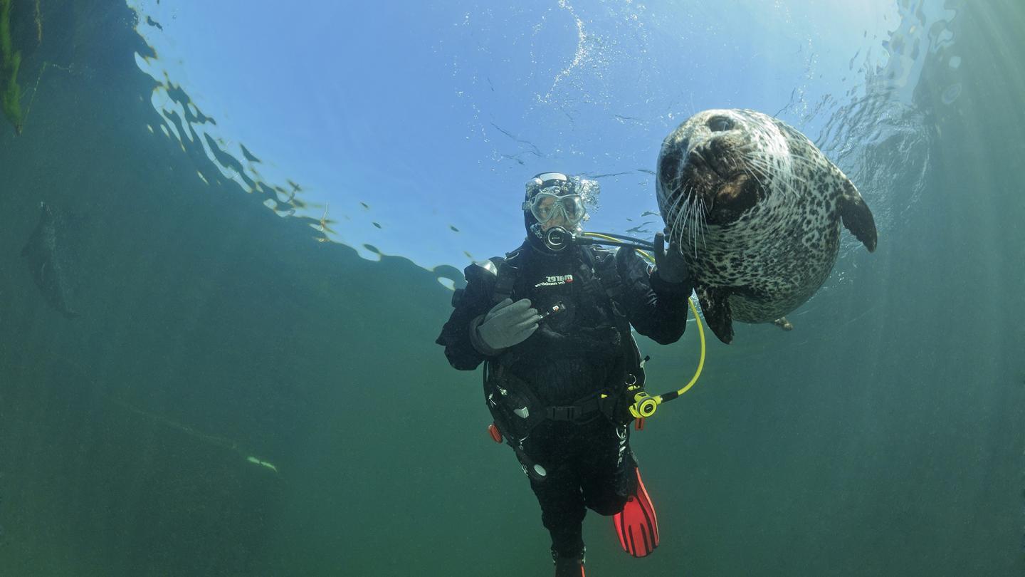 Phoque commun (Phoca vitulina) et plongeur, Rostock (Allemagne)