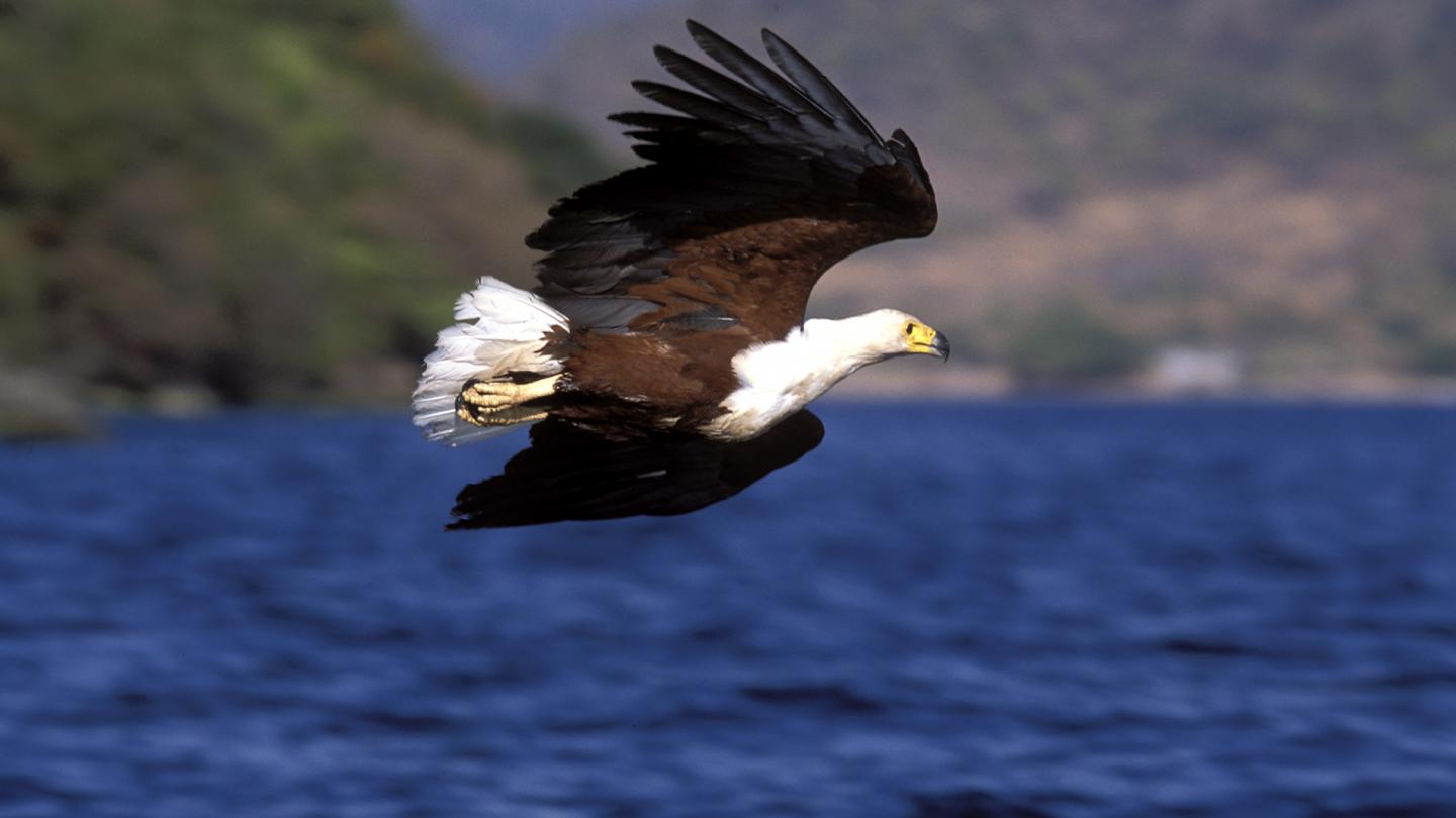 Pygargue vocifère pêchant sur le lac Malawi (Malawi)
