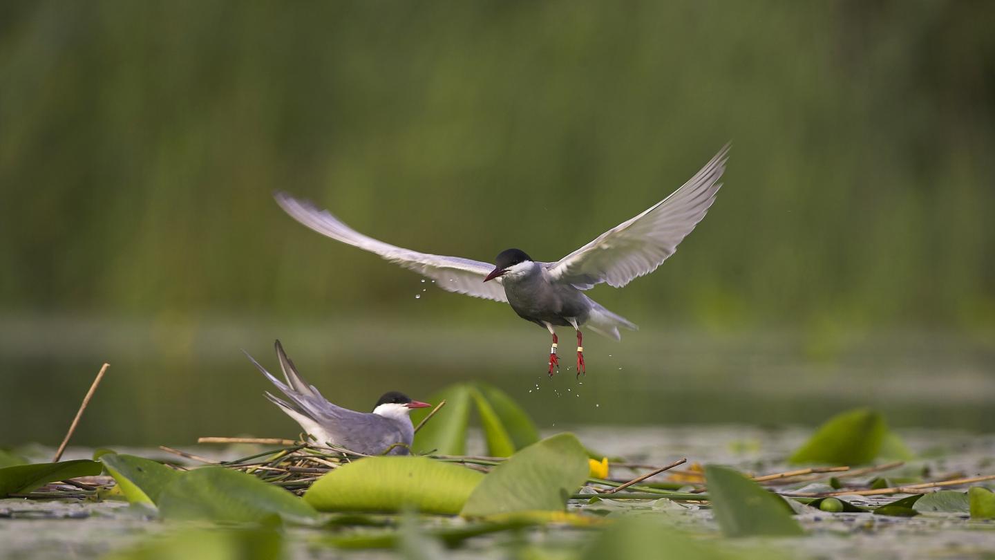 Guifette moustac (Chlidonias hybridadans) la Réserve Nationale de Chérine