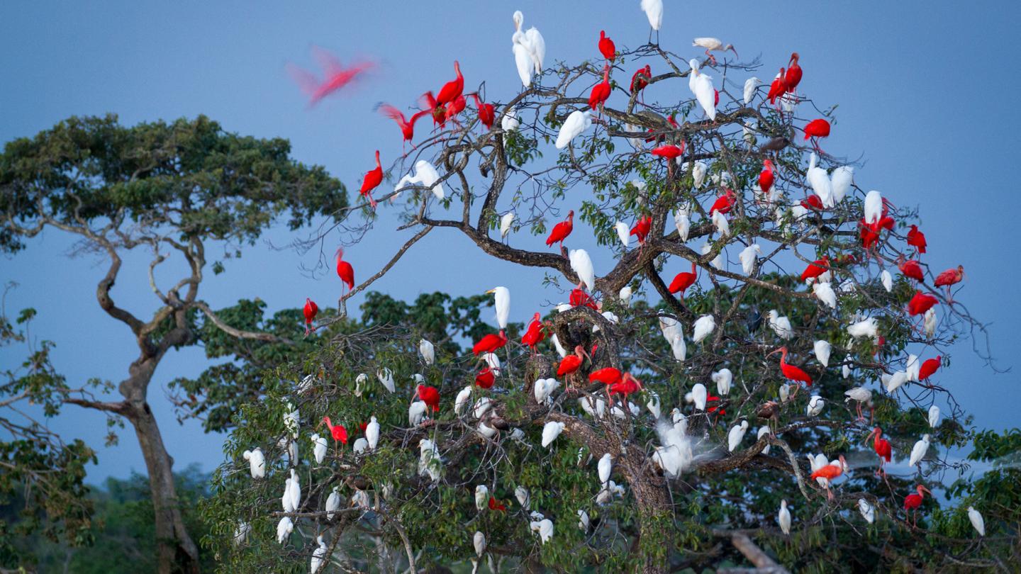 Ibis rouges (Eudocimus ruber) et blancs (E. albus), Casanare (Colombie)