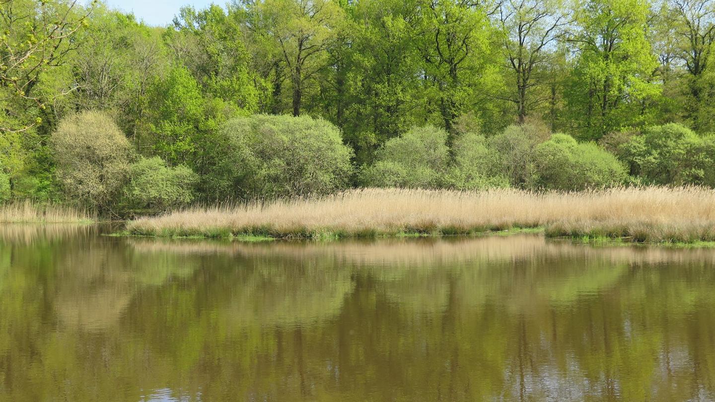 La Réserve naturelle de Chérine protège un total de 14 étangs. La sauvegarde de la tortue Cistude y constitue une priorité. 