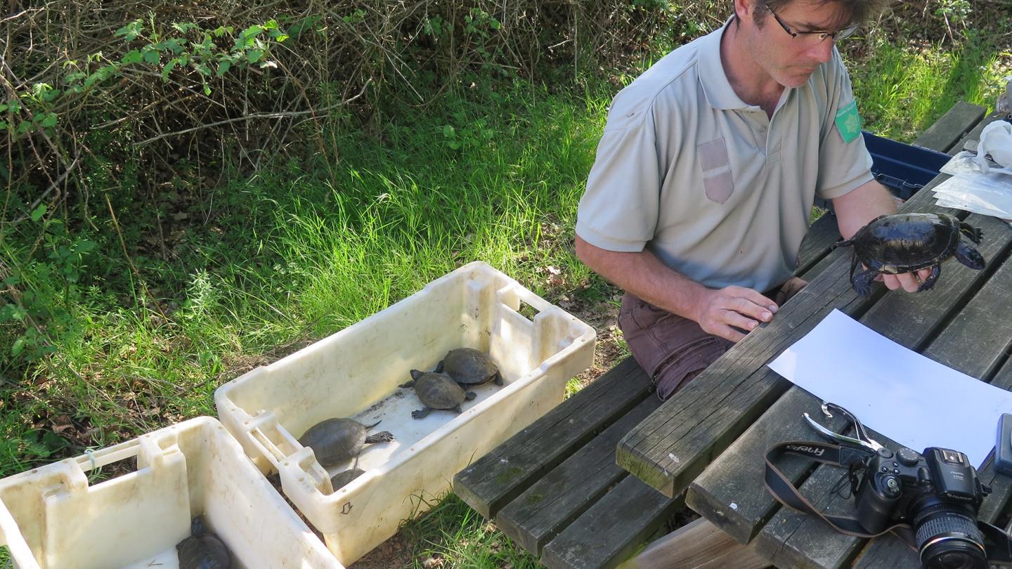 Les Cistudes (Emys orbicularis) de la Réserve naturelle de Chérine sont capturées et marquées individuellement afin de préciser leur effectif et leur domaine vital