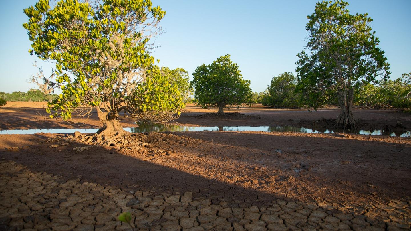 Site de restauration Benjavilo de la mangrove de Madagascar