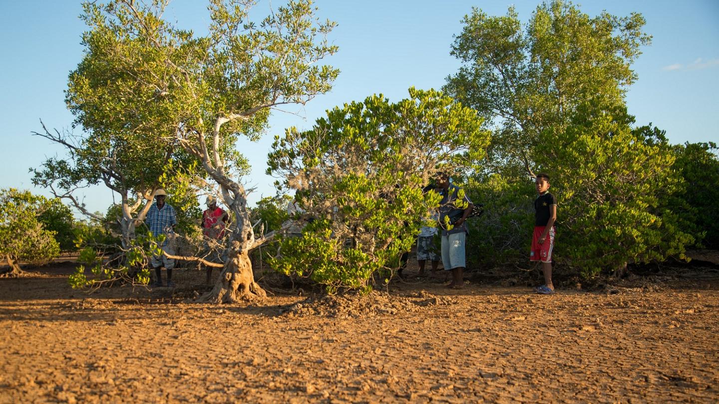 Site de restauration Benjavilo de la mangrove de Madagascar