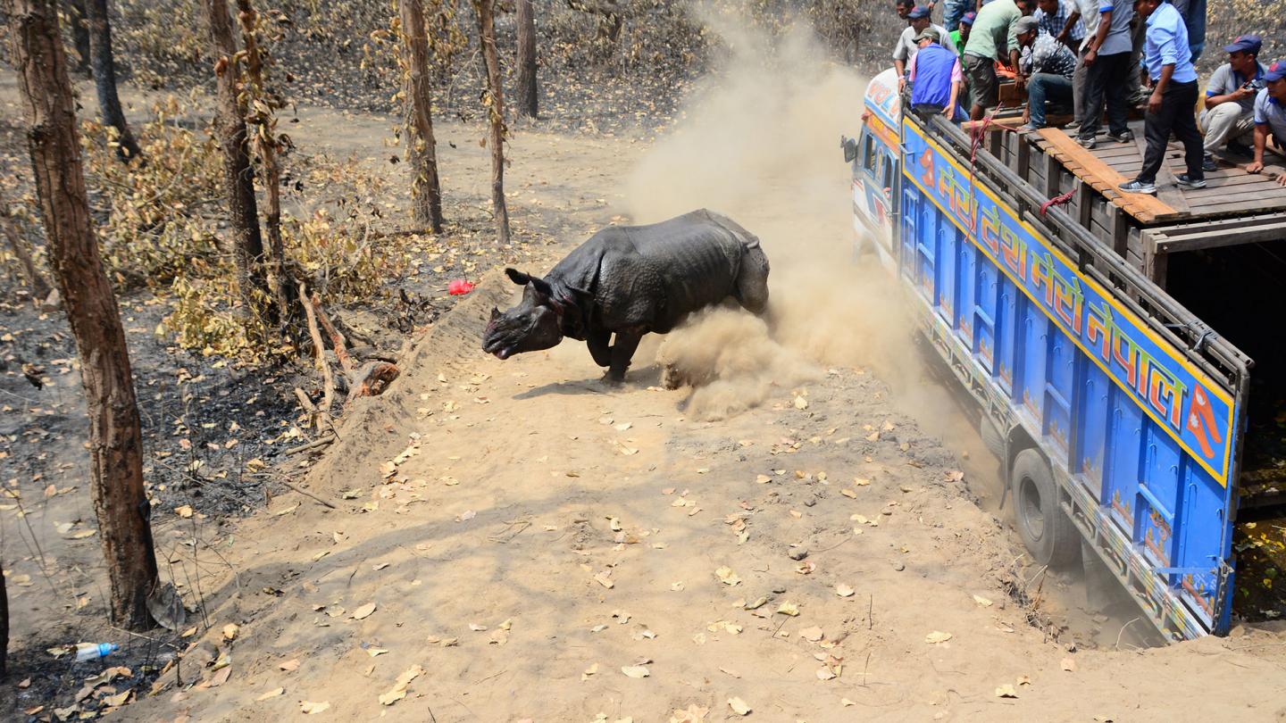 Rhinocéros noir transloqué au Népal sortant du camion, Népal