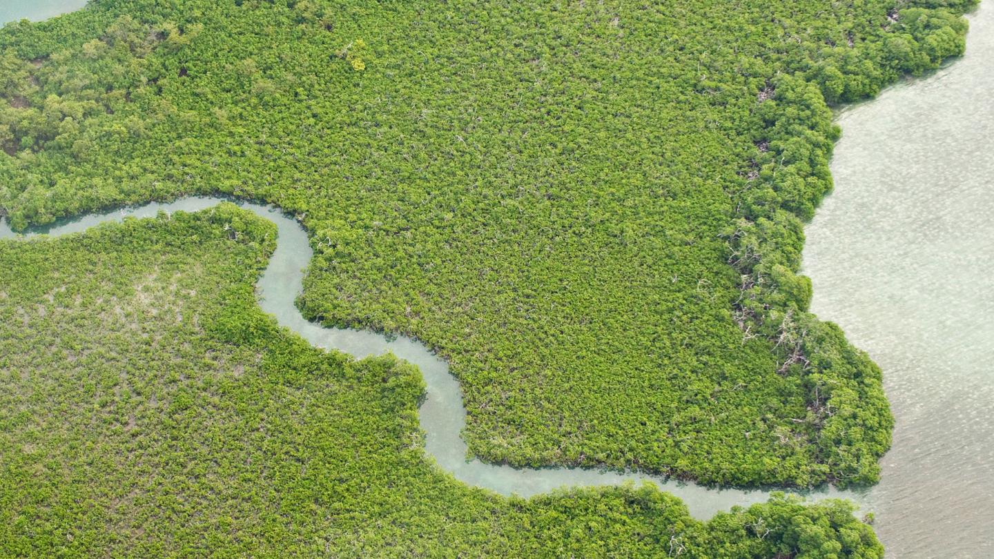 Vue aérienne du récif et de la mangrove entre la ville de Bélize  et Ambergris caye