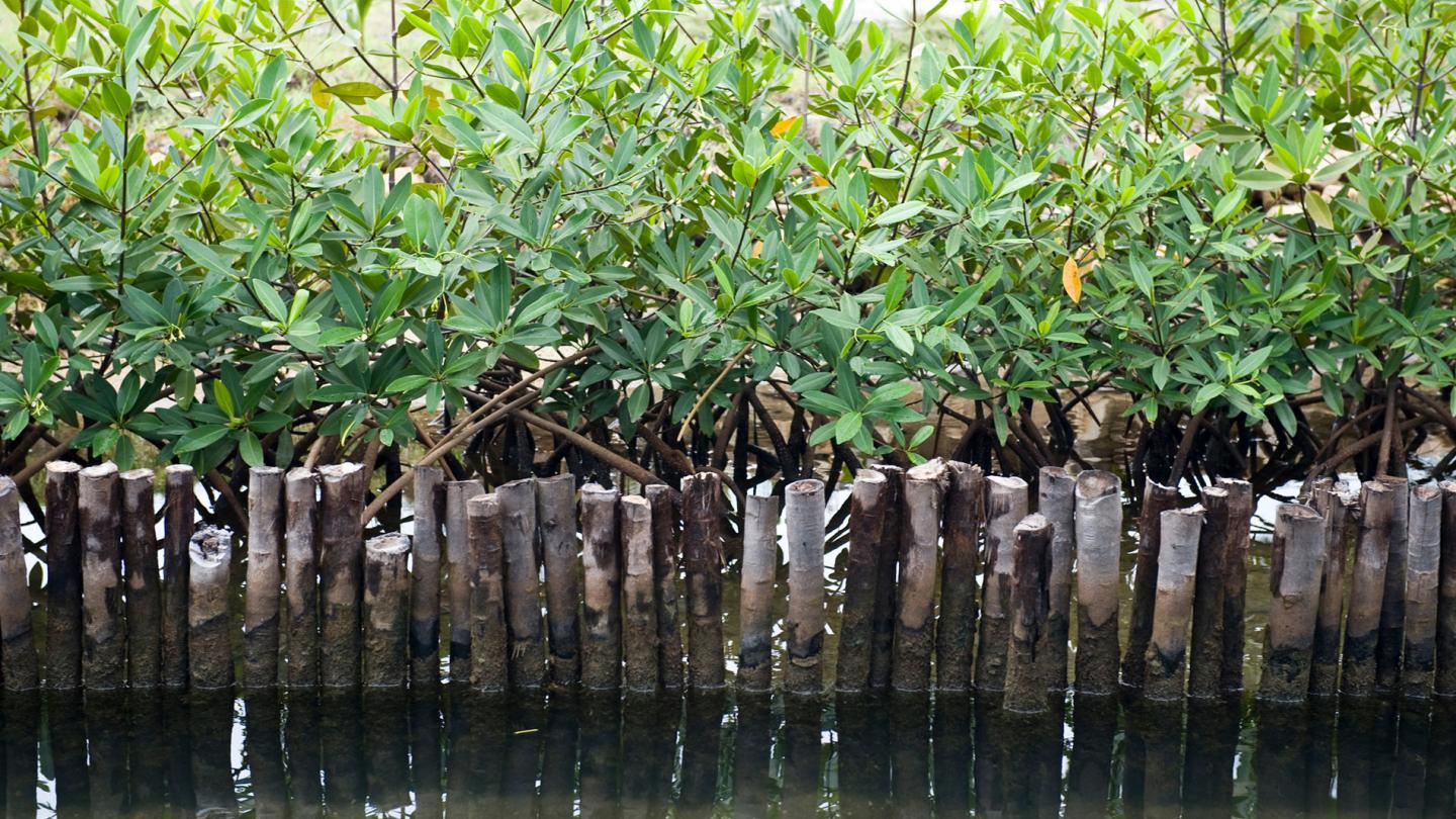 Restauration de la mangrove dans le village de Placencia, Belize