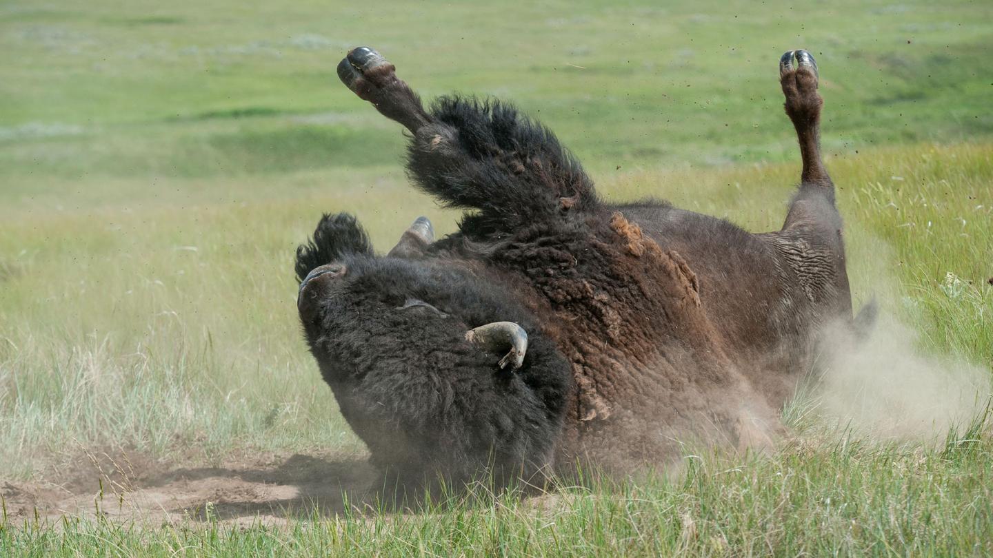 Bison d'Amérique (Bison bison) en train de se rouler dans la terre, Turtle Mount Buffalo Ranch, Réserve indienne de Fort Peck, Montana, États-Unis