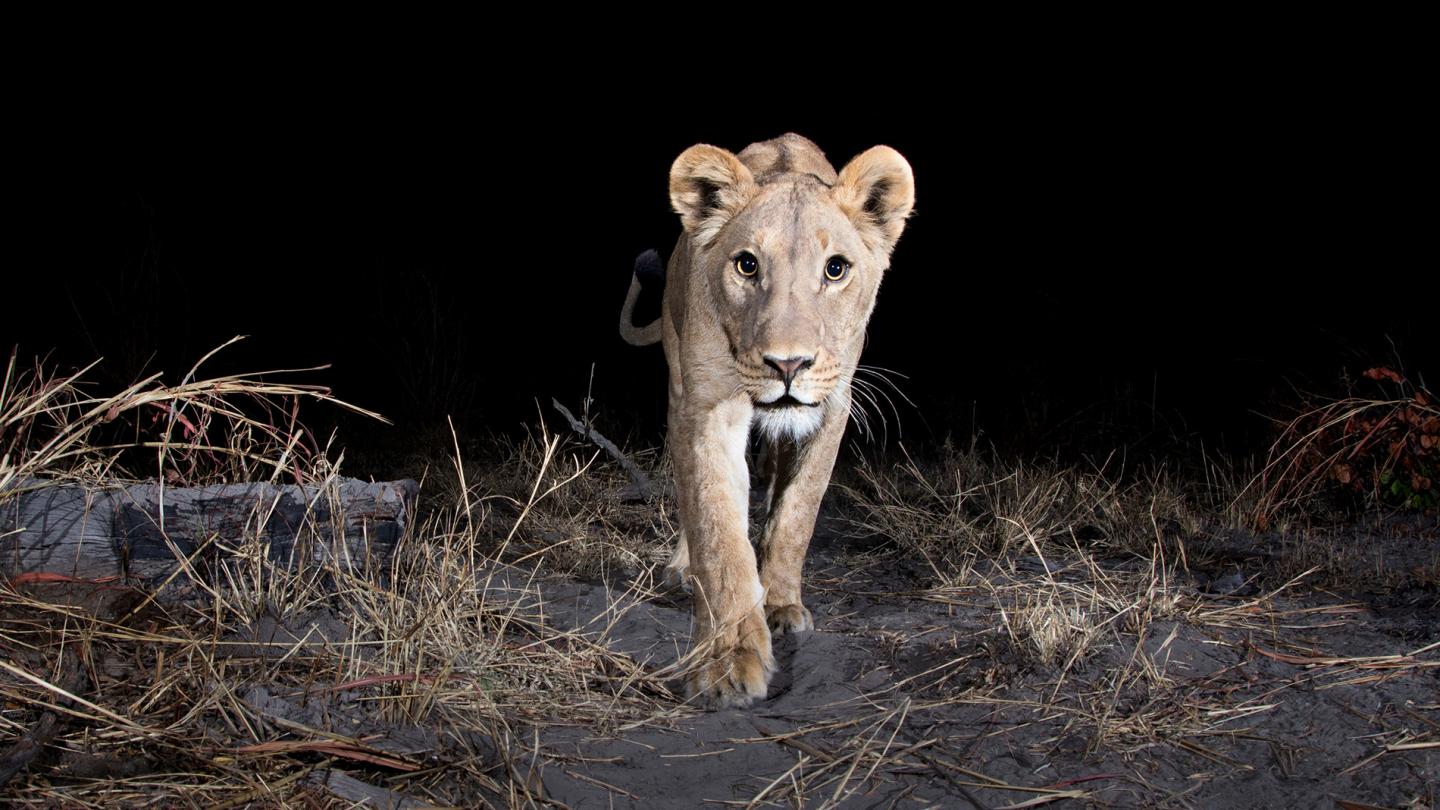 Camera gtrap, Région de Zambezi