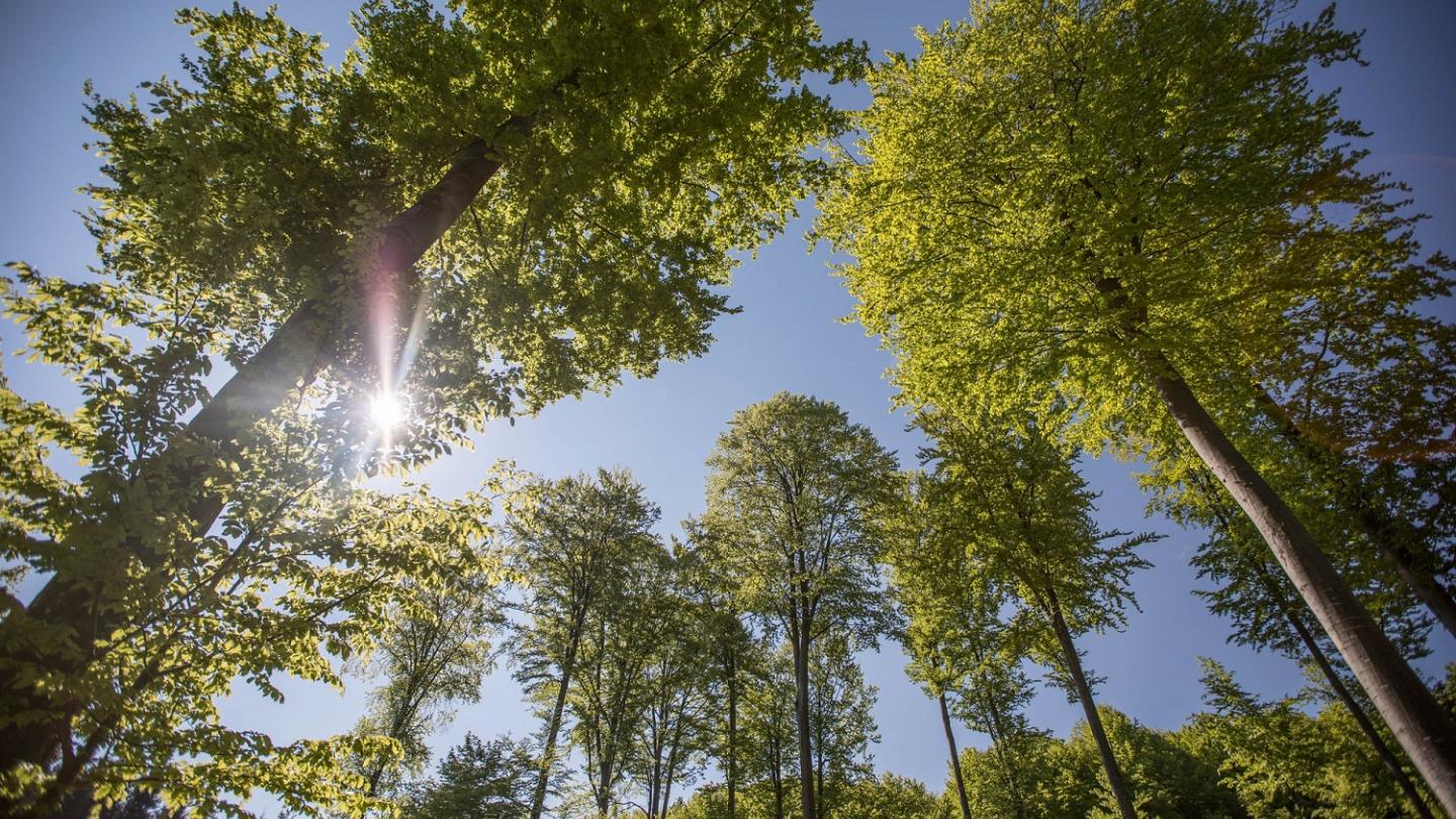 Forêt certifiée FSC