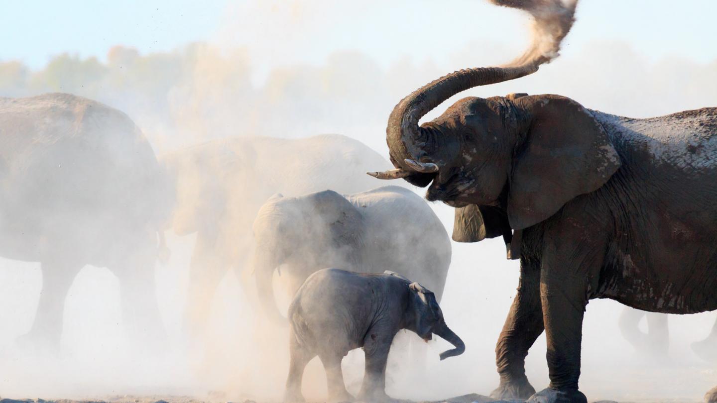 Éléphants prenant un bain de poussière, Parc national d'Etosha