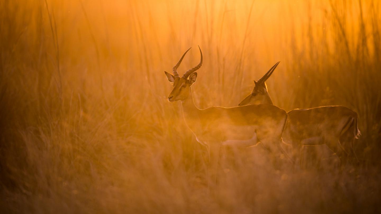 Parc national de Mudumu, dans le cadre du projet KAZA