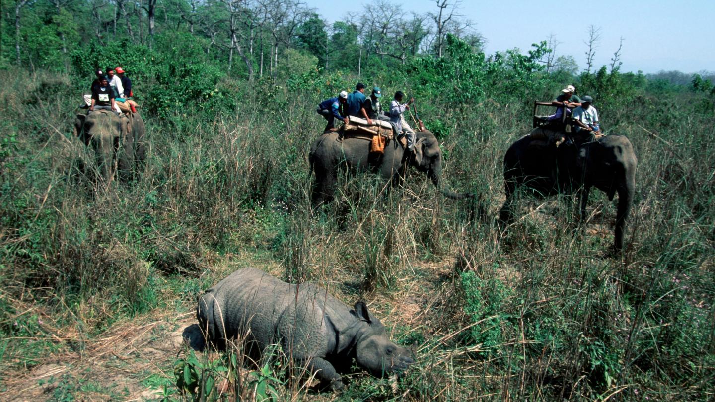 Libération d'un rhinocéros unicorne transloqué depuis le parc national du Chitwan jusqu’au parc national Royal Bardia au Népal