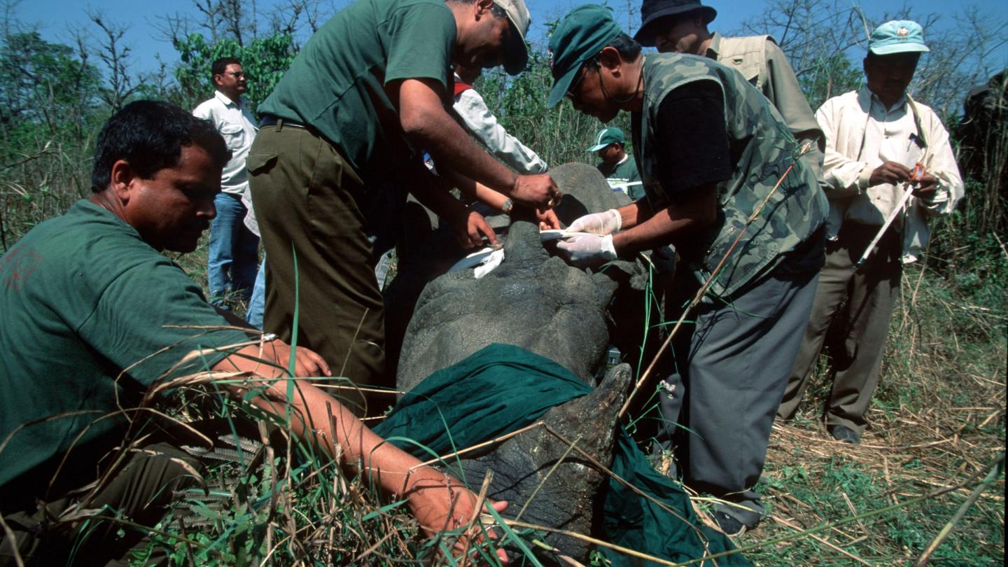 Rhinocéros indien tranquillisé par les équipes vétérinaires afin d’être transporté depuis le parc national du Chitwan jusqu’au parc national Royal Bardia au Népal