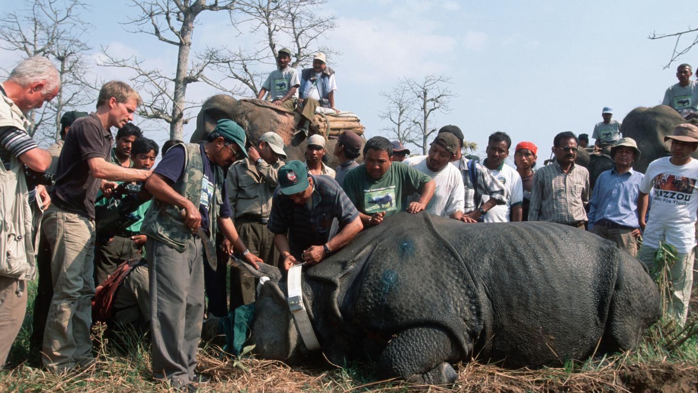 Pose d'un collier GPS sur un rhinocéros indien tranquillisé par les équipes vétérinaires afin d’être transporté depuis le parc national du Chitwan jusqu’au parc national Royal Bardia au Népal