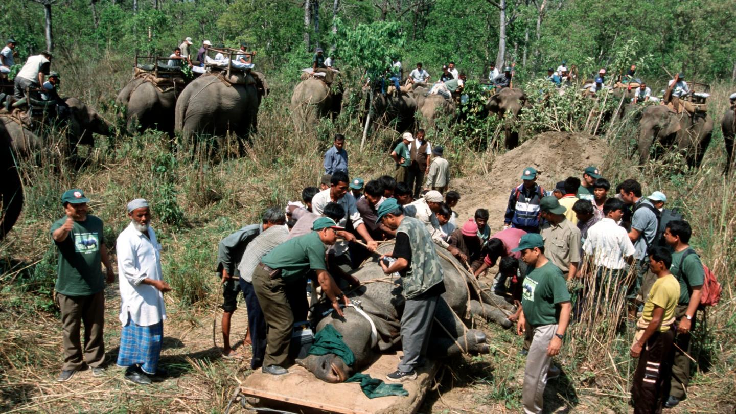 Rhinocéros indien tranquillisé par les équipes vétérinaires afin d’être transporté depuis le parc national du Chitwan jusqu’au parc national Royal Bardia au Népal