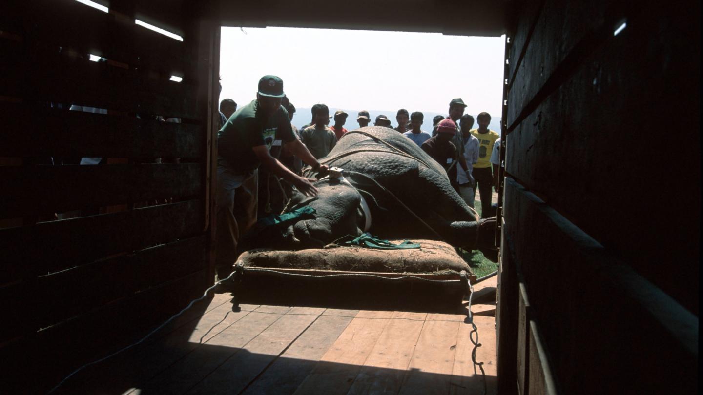 Transport d'un rhinocéros indien tranquillisé par les équipes vétérinaires afin d’être transporté depuis le parc national du Chitwan jusqu’au parc national Royal Bardia au Népal. 