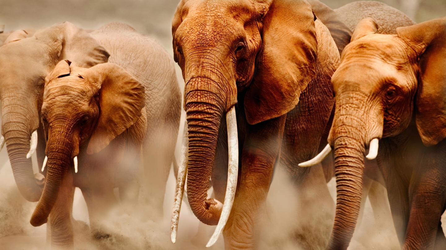 Groupe d'éléphants d'Afrique, Kenya