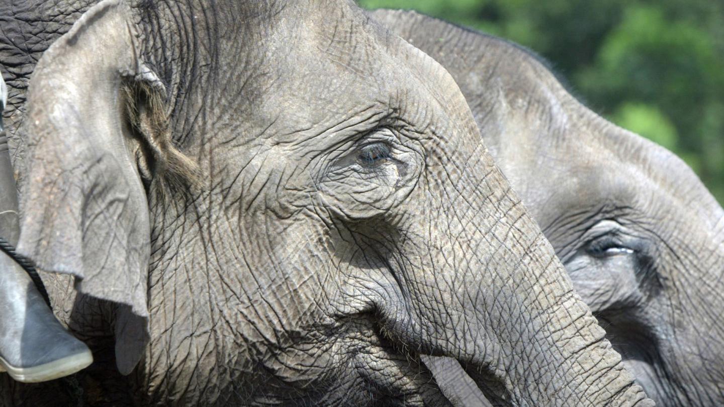 Éléphants domestiqués de la patrouille de surveillance, Parc national de Tesso Nilo, Riau (Indonésie)