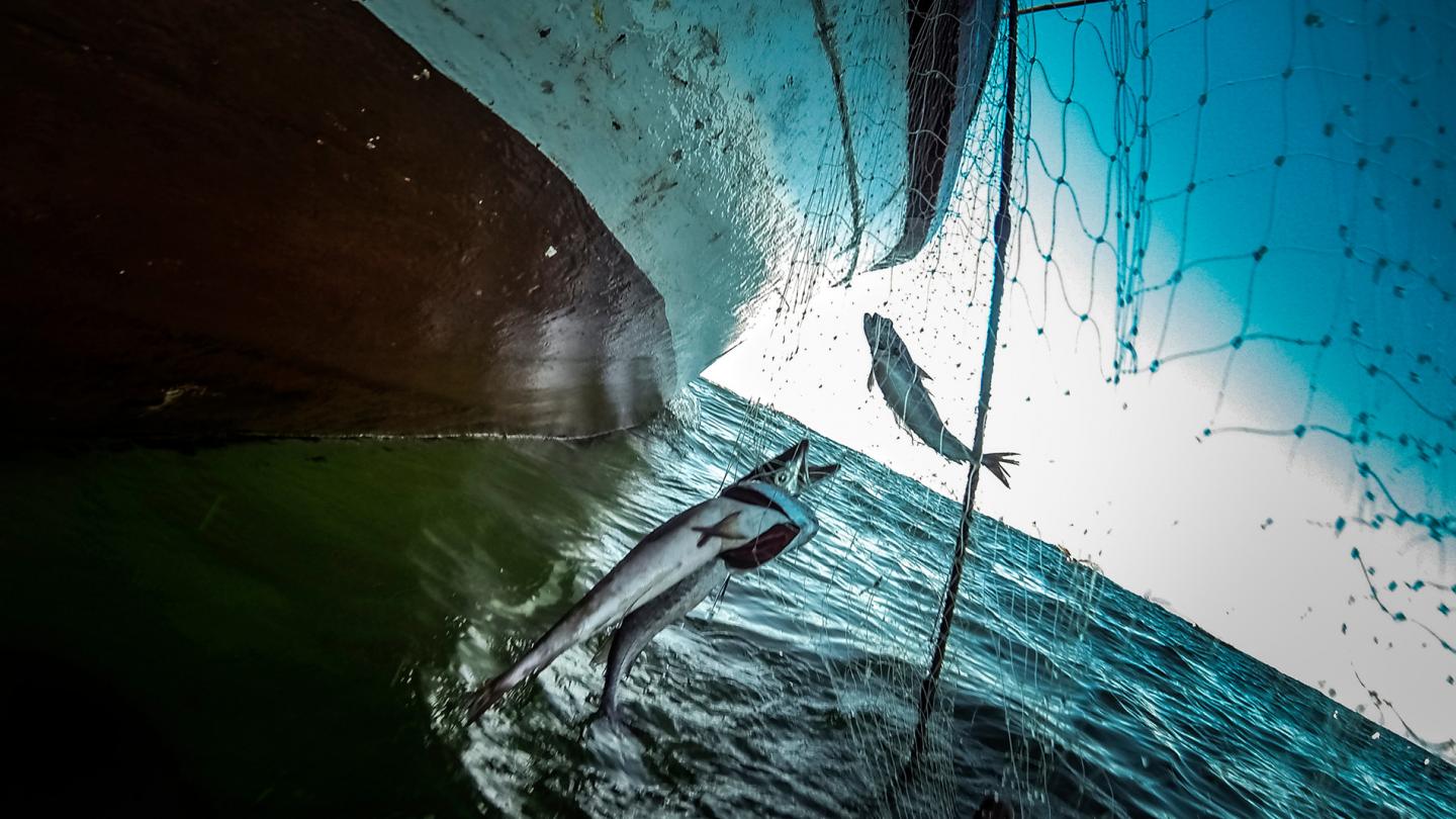 Merlu pêché au large du Chili