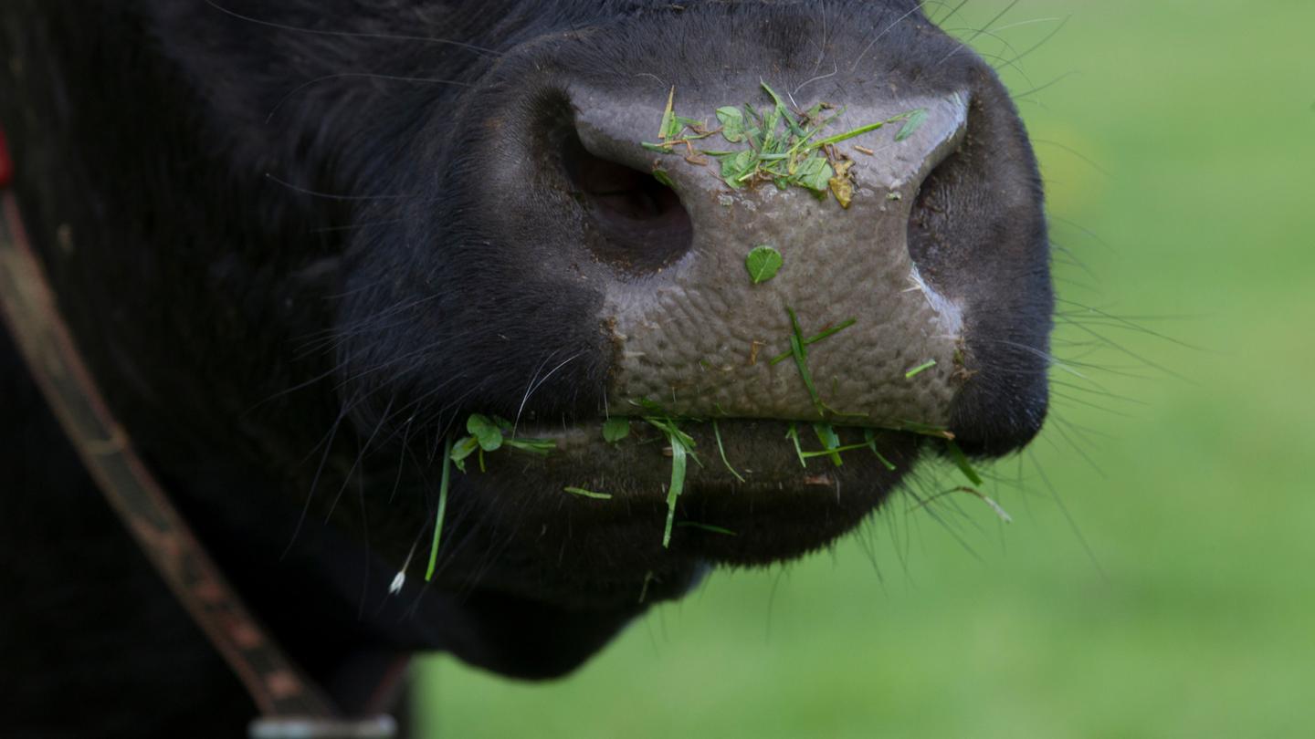 Vache laitière d'une ferme de Kilsheelan (Irelande)