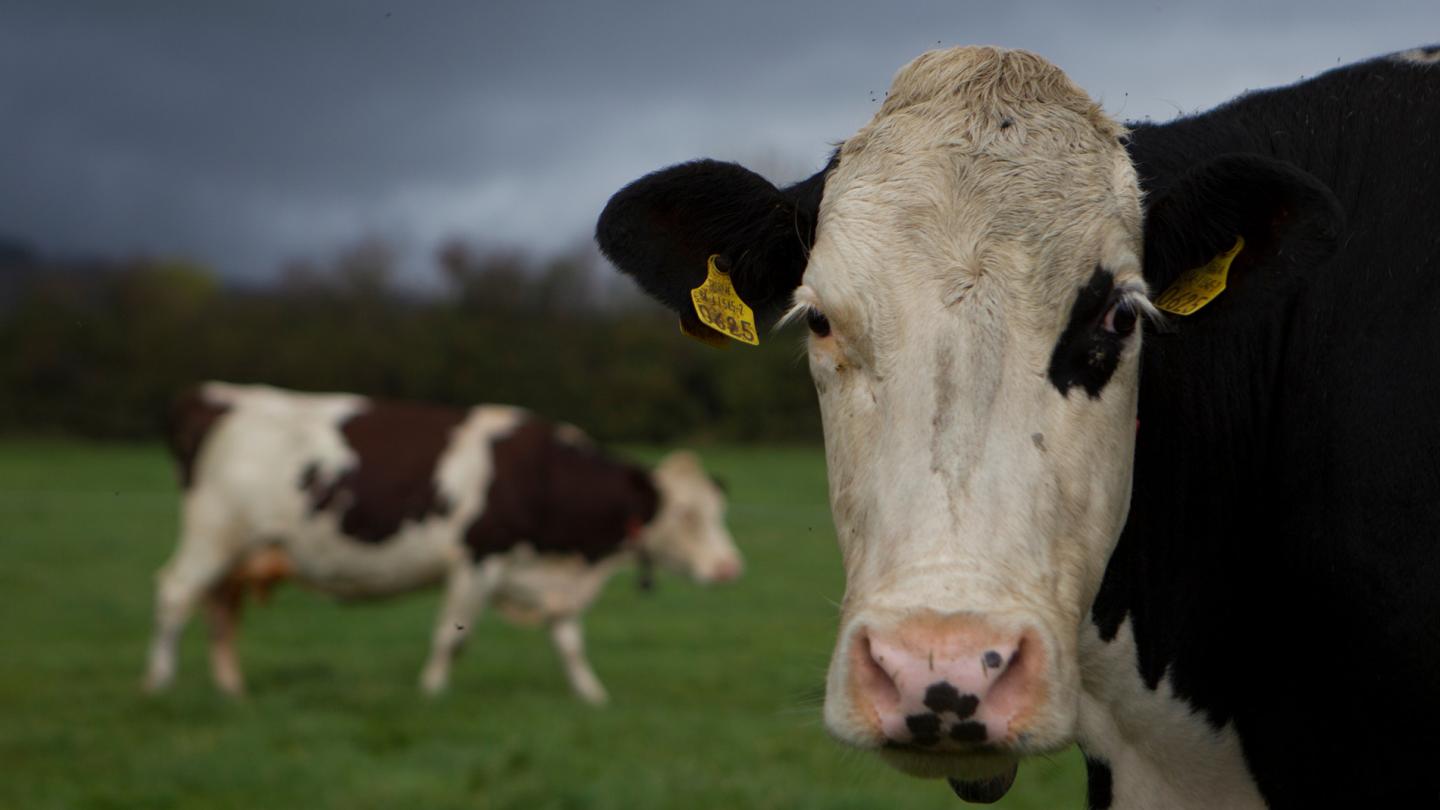 Vaches à lait dans un champs de Kilsheelan (Irelande)