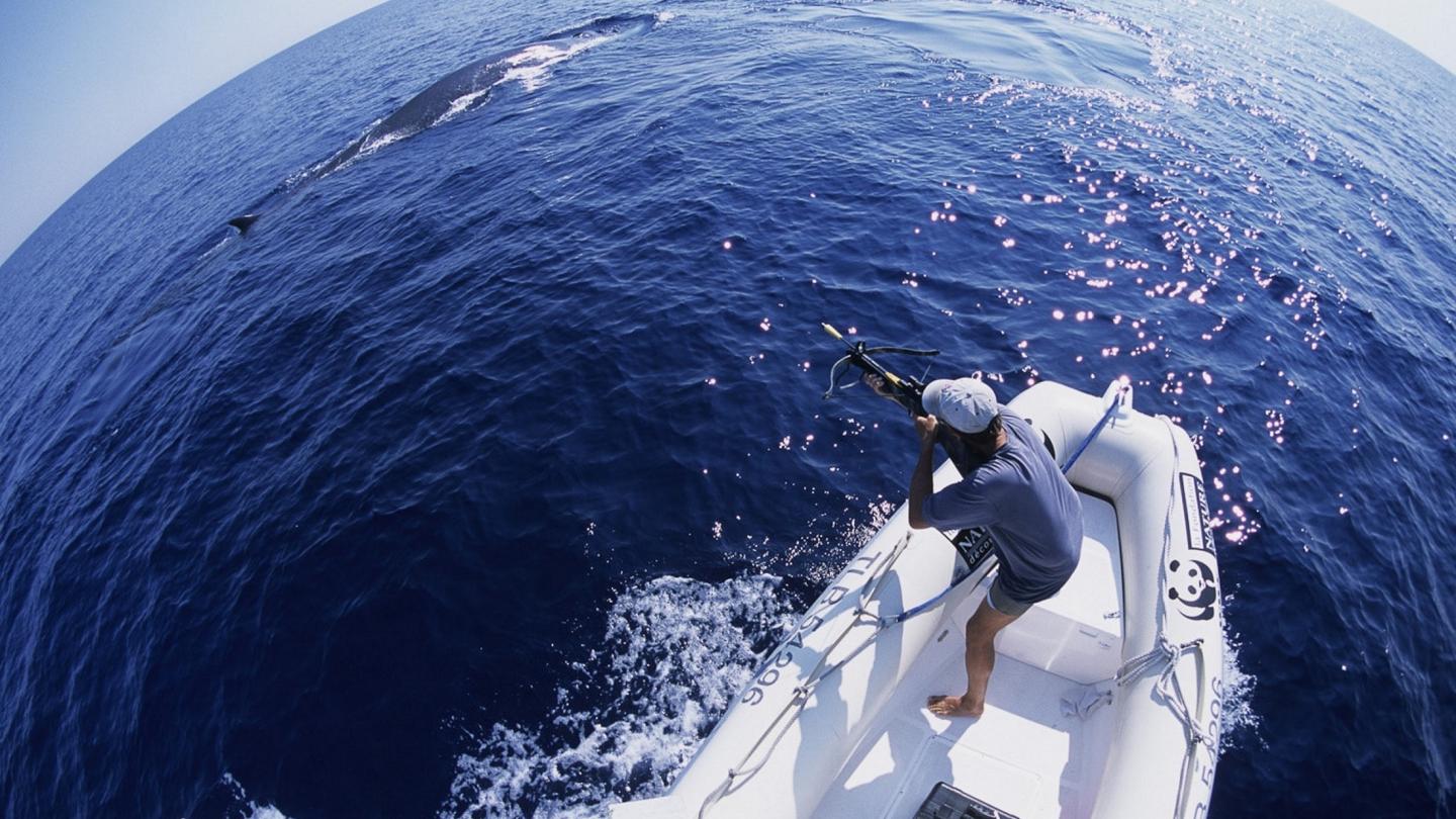 Réalisation d'une biopsie sur un cétacé dans le cadre de la mission Cap cétacé
